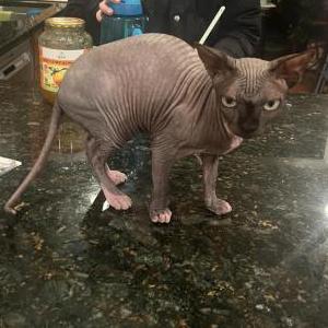 Lost Cat Minka
