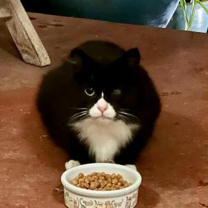 Image of Ghost Muffin, Found Cat