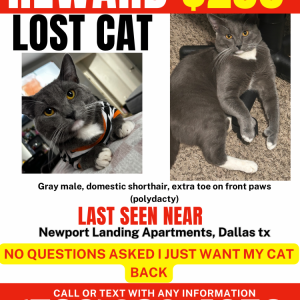 Lost Cat Grayson