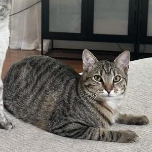 Lost Cat Kitten