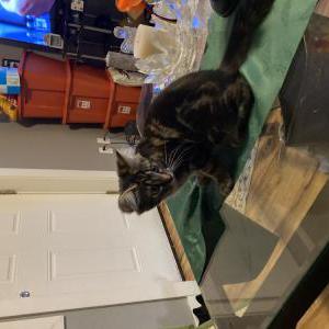 Lost Cat Nova