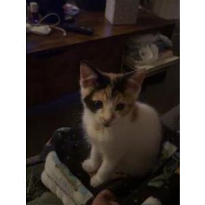 Image of Billy, Lost Cat