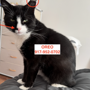 Image of Oreo, Lost Cat