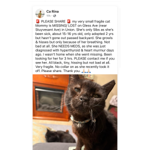 Lost Cat Mommy