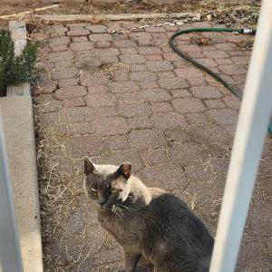 Lost Cat Derry