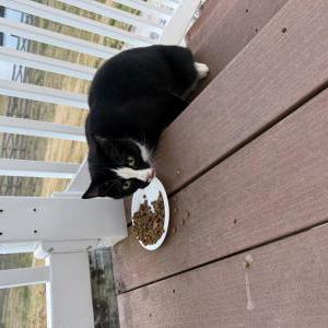 Found Cat Unknown