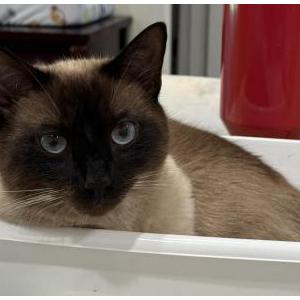 Lost Cat Momo
