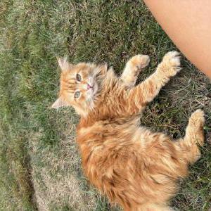 Lost Cat Monkey