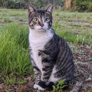 Lost Cat Cali