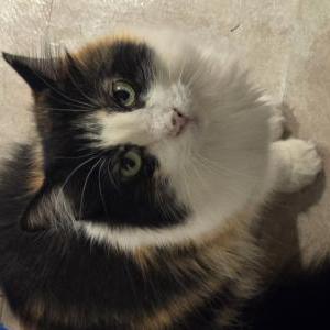 Image of Mocha, Lost Cat