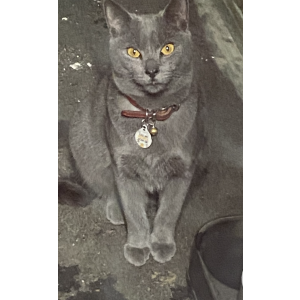 Found Cat Unknown