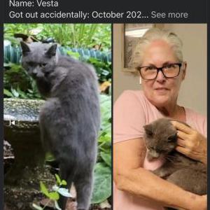 Lost Cat Vesta