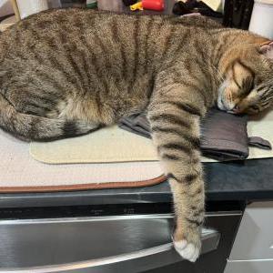Lost Cat Roy