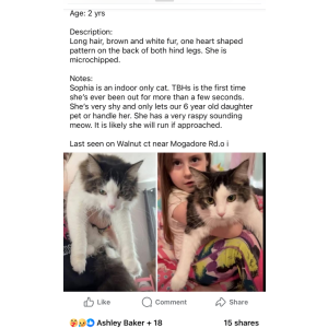 Image of Sophia, Lost Cat