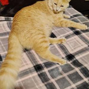Lost Cat Pickle