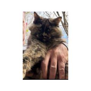 Found Cat Unknown