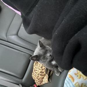 Found Cat Unknown