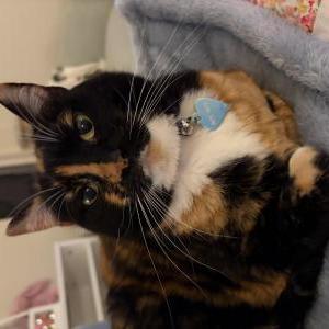 Lost Cat Bon Bon