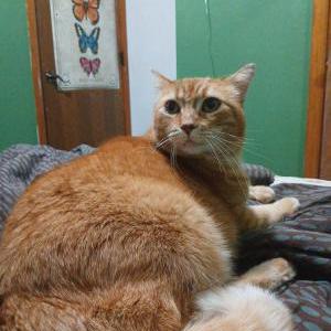 Image of Gorilla, Lost Cat