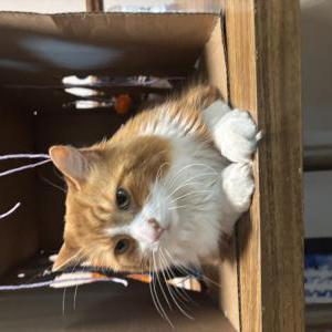 Lost Cat Larry