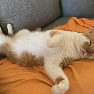 Image of Yeller, Lost Cat