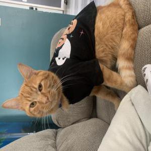 Image of Simba, Lost Cat