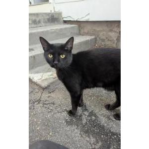 Image of Lil G, Lost Cat