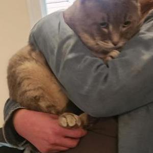 Image of Hoodeeni, Lost Cat