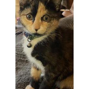 Image of Mitz, Lost Cat