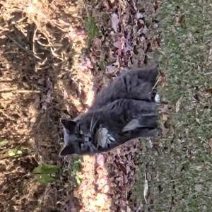 Found Cat Unknown