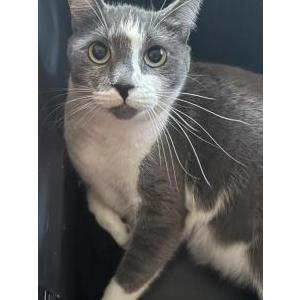 Lost Cat Howl