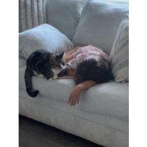 Image of Scorpion, Lost Cat