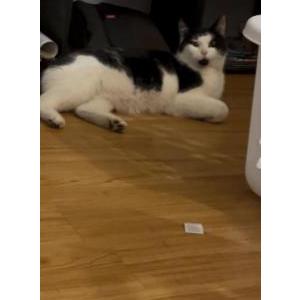 Found Cat Unknown