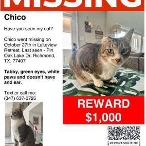 Lost Cat Chico