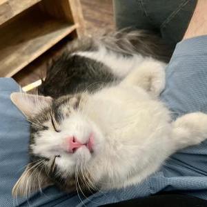 Image of Simba, Lost Cat
