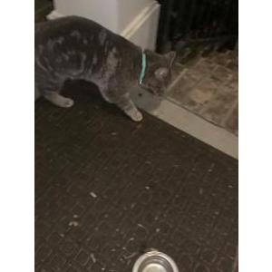 Image of unknown, Found Cat