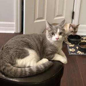 Lost Cat Loki