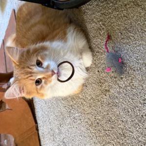 Lost Cat Olly Cat