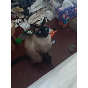 Lost Cat Phoebe