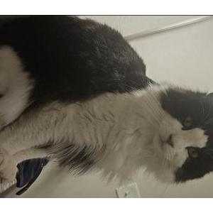 Lost Cat Minnie