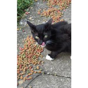 Image of Tater, Lost Cat