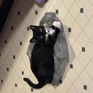 Lost Cat Precious