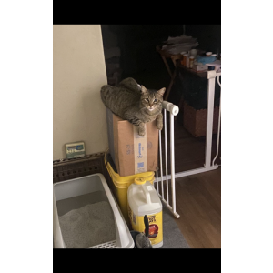 Lost Cat Dinky