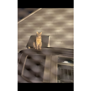 2nd Image of Dinky, Lost Cat