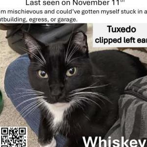 Lost Cat Whiskey