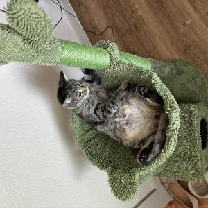 Lost Cat Shivvy