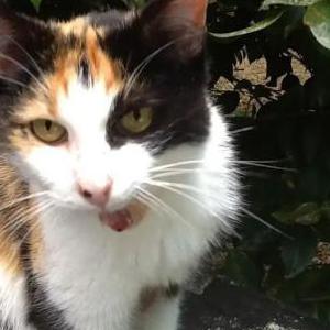Lost Cat Poppy
