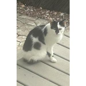 Found Cat Unknown