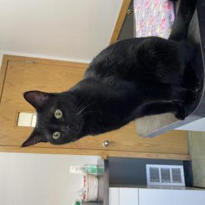 Found Cat Sasha