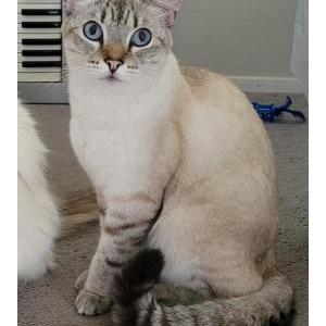 Lost Cat Inba